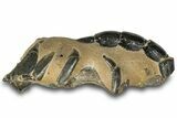 Fossil Mud Lobster (Thalassina) - Gunn Poin, Australia #307796-2